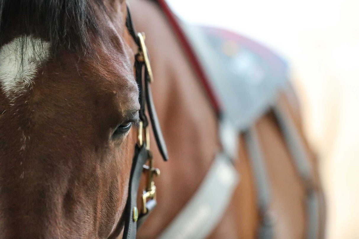 Equilibrium Therapy Massage Pad Heatsense