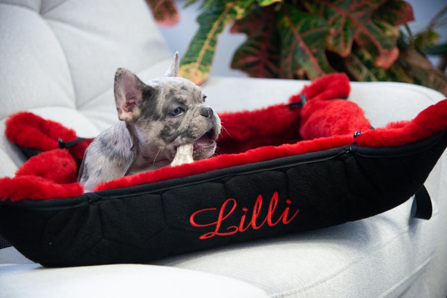Mattes Dog Bed, Version 1 with 30mm Sheepskin Loft