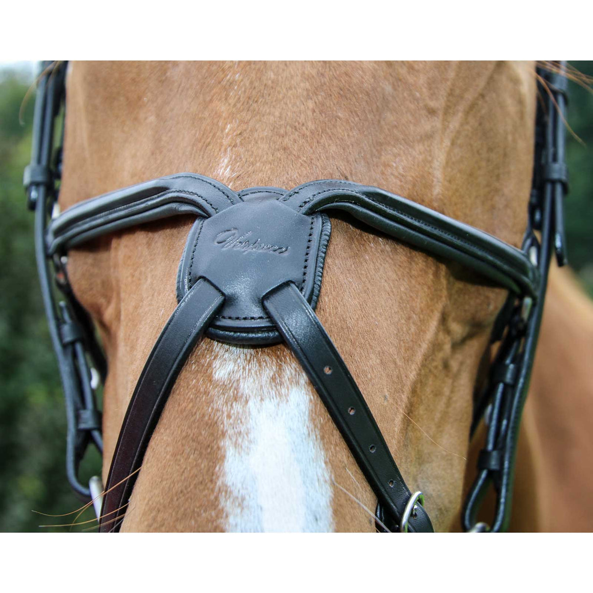 Vespucci Square Raised Figure-8 Bridle