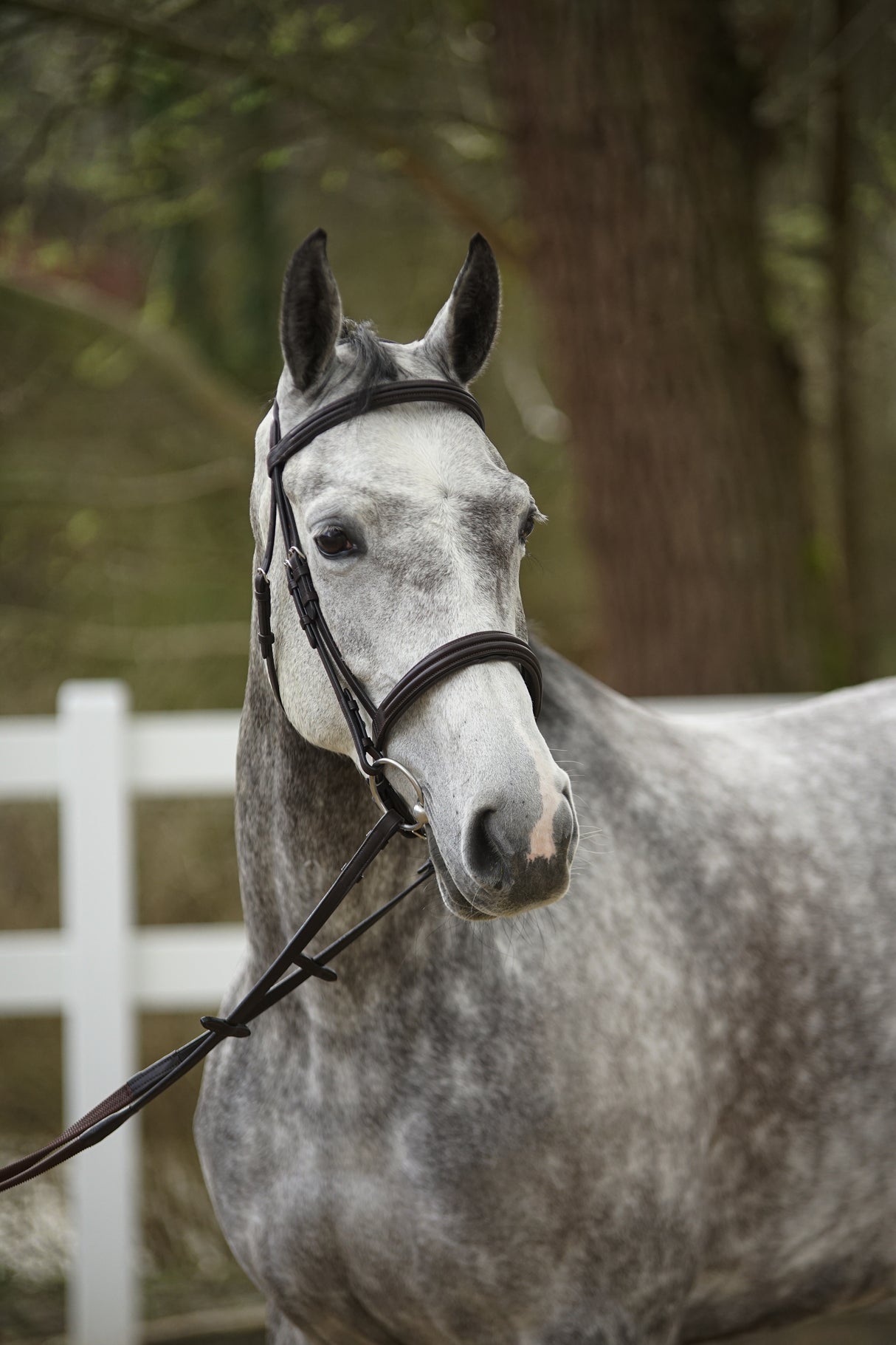 Menetics Dressage Snaffle Double Raised Bridle