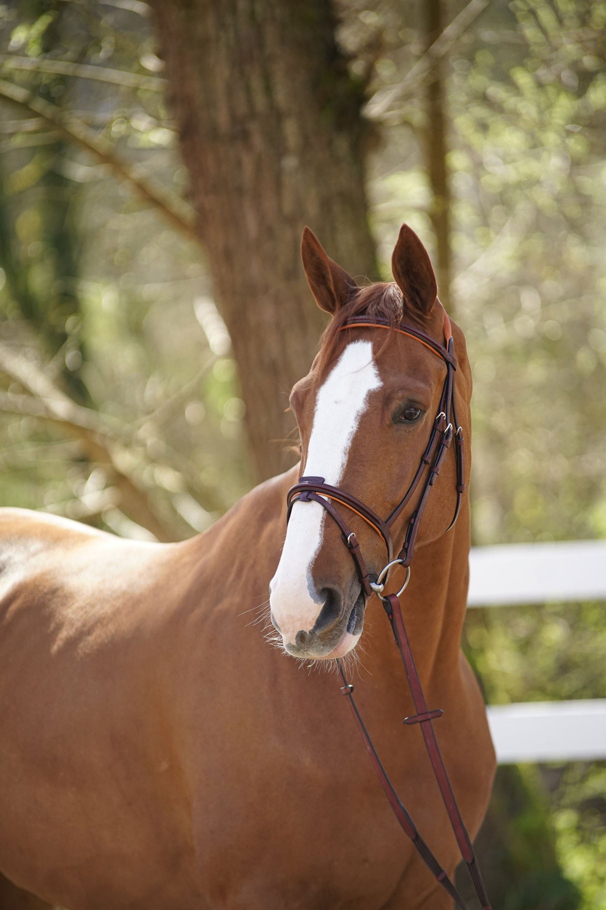 Menetics Flash Bridle Square Raised