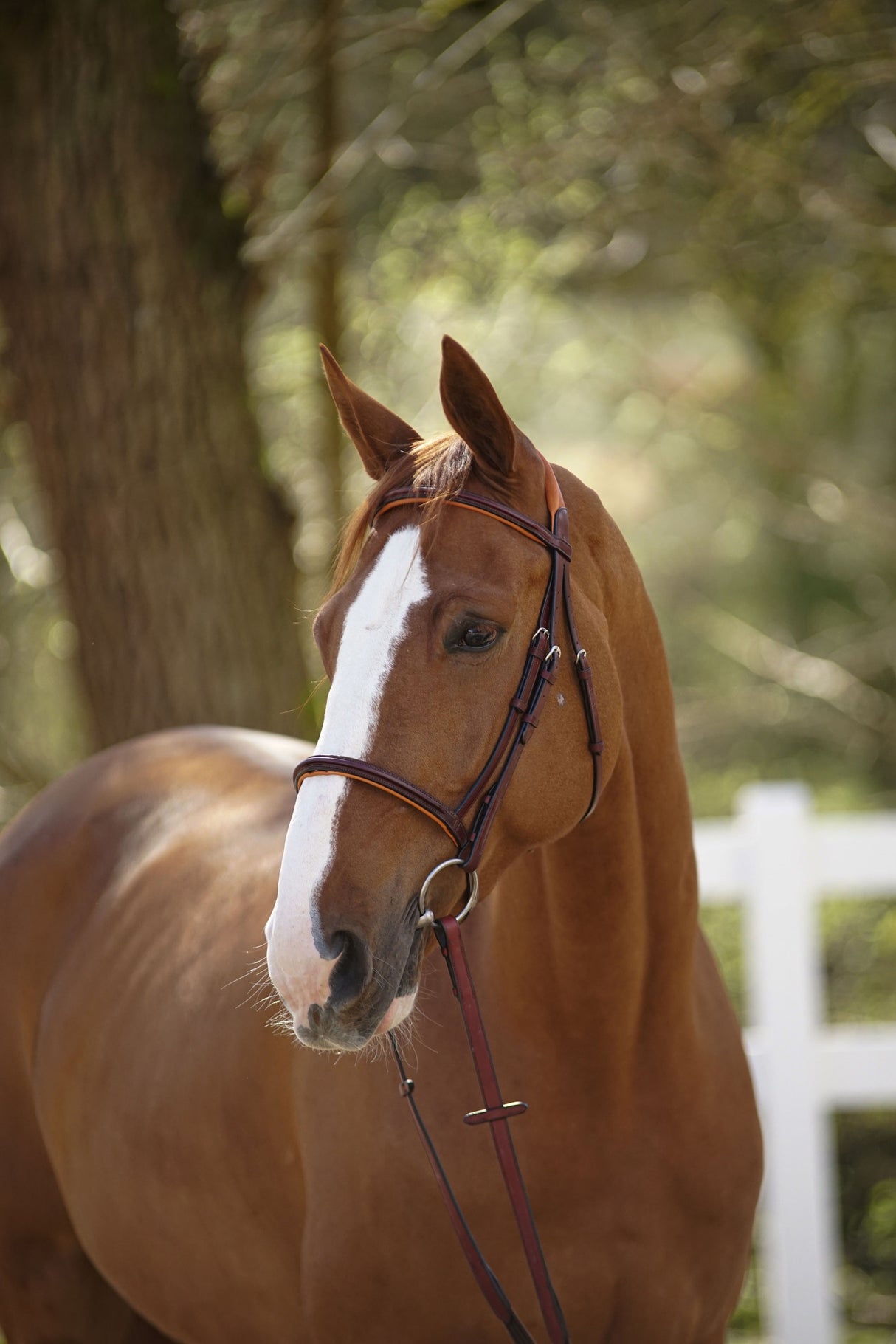 Menetics Flash Bridle Square Raised