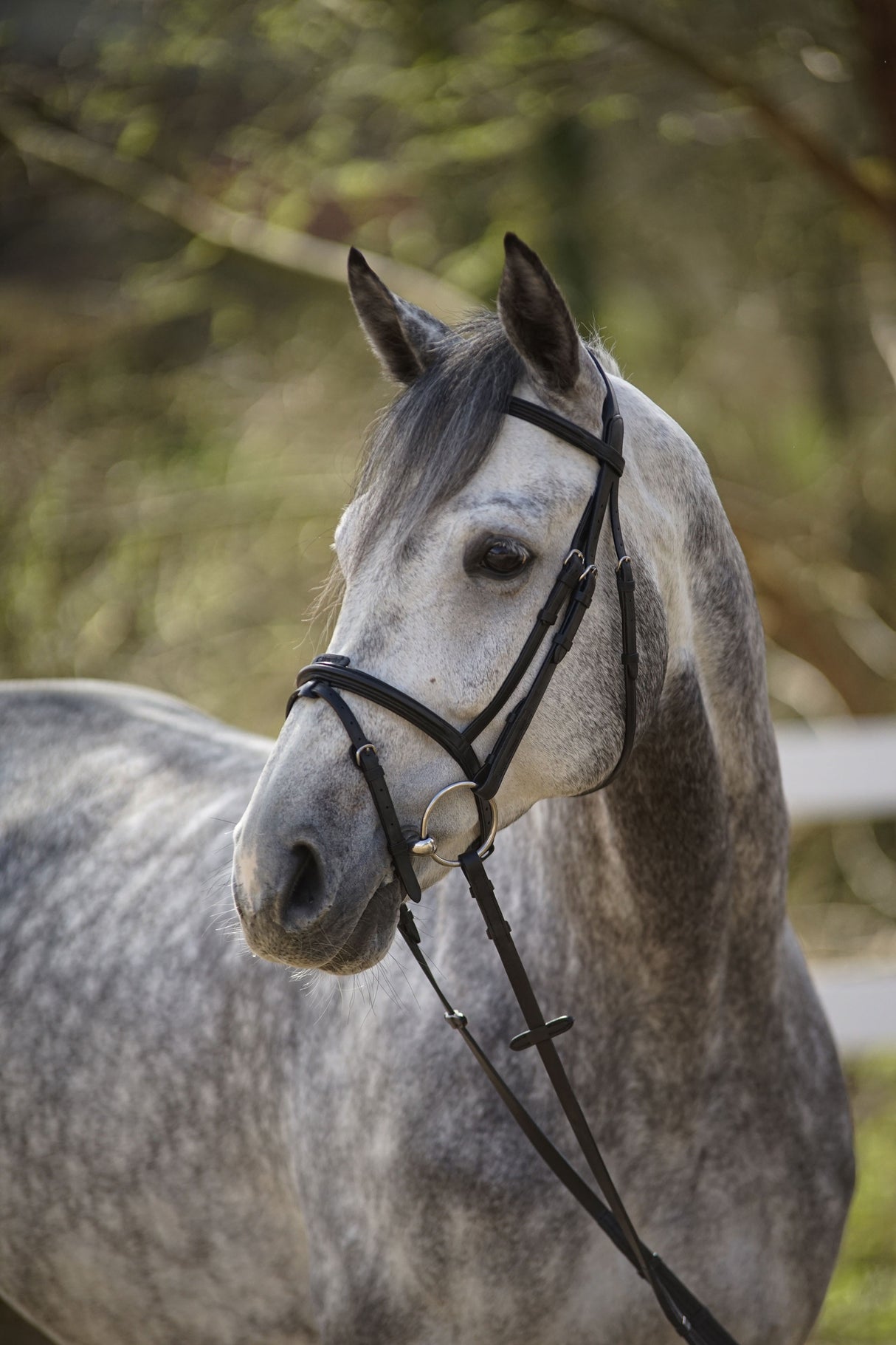 Menetics Flash Bridle Square Raised