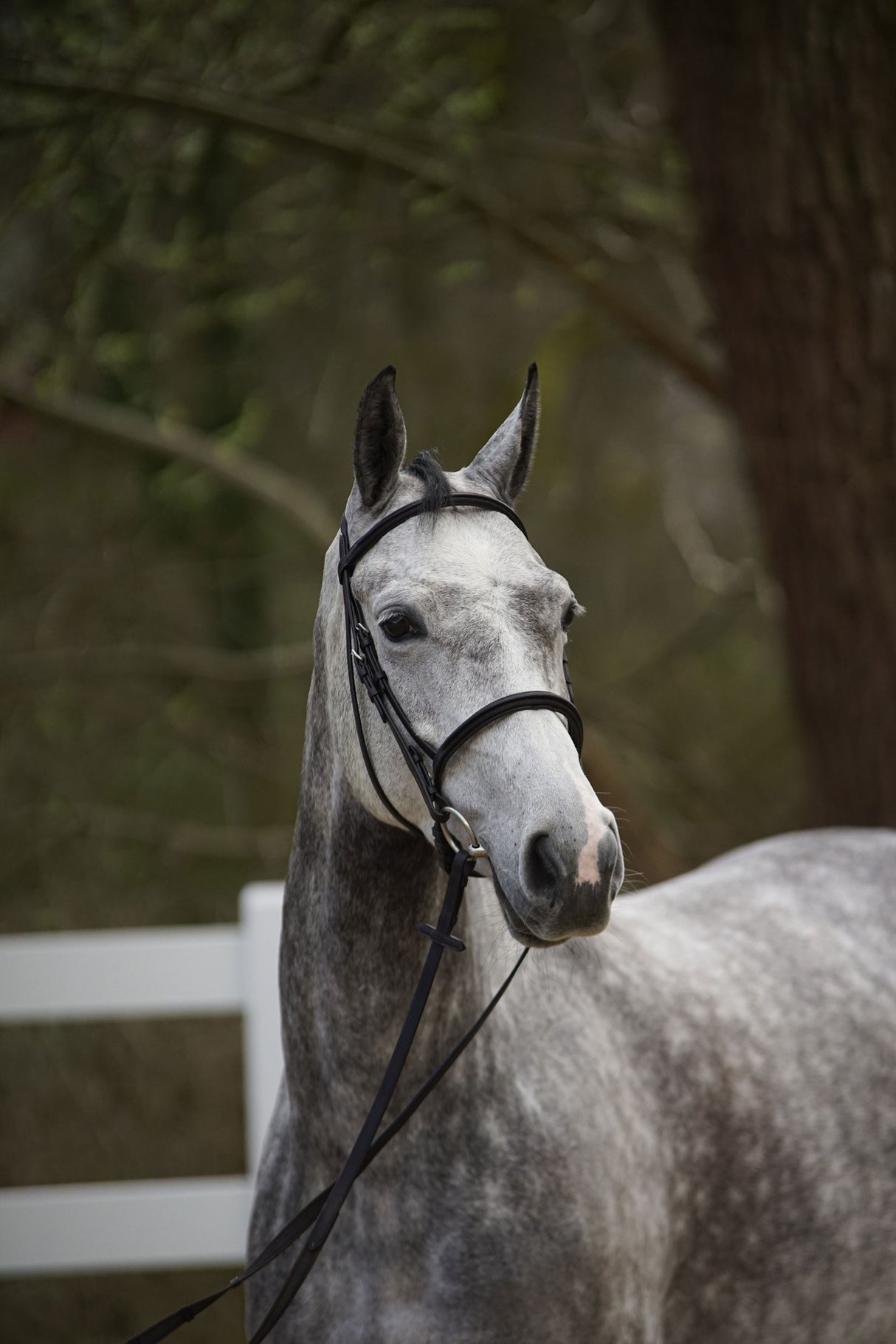 Menetics Flash Bridle Square Raised