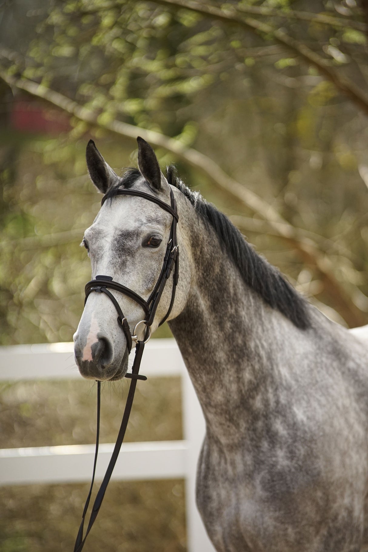 Menetics Flash Bridle Square Raised