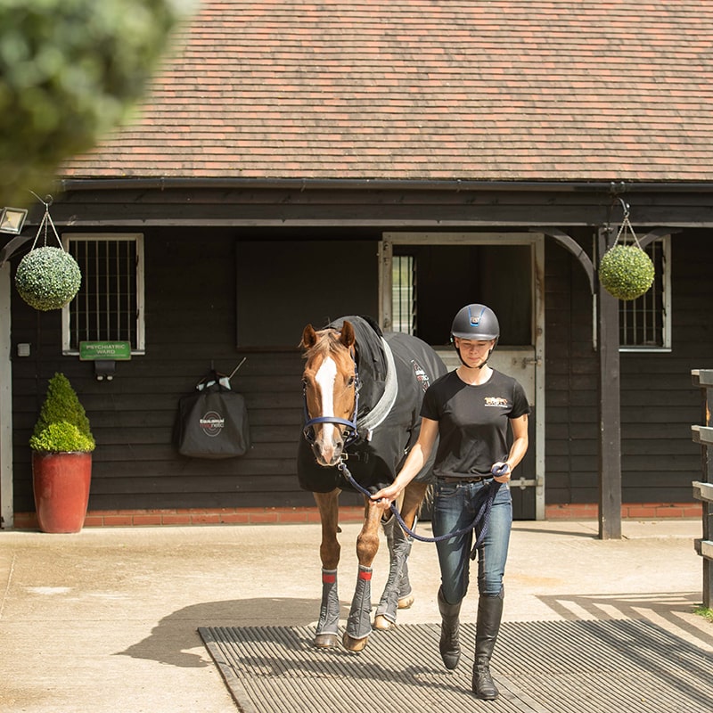 Equilibrium Magnetic Rug - Original