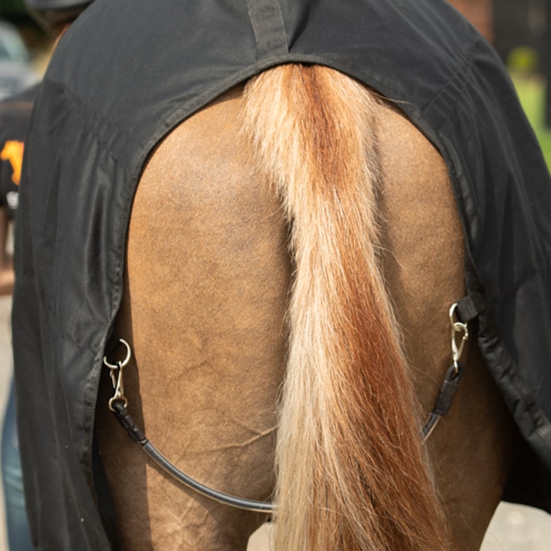 Equilibrium Magnetic Rug - Original