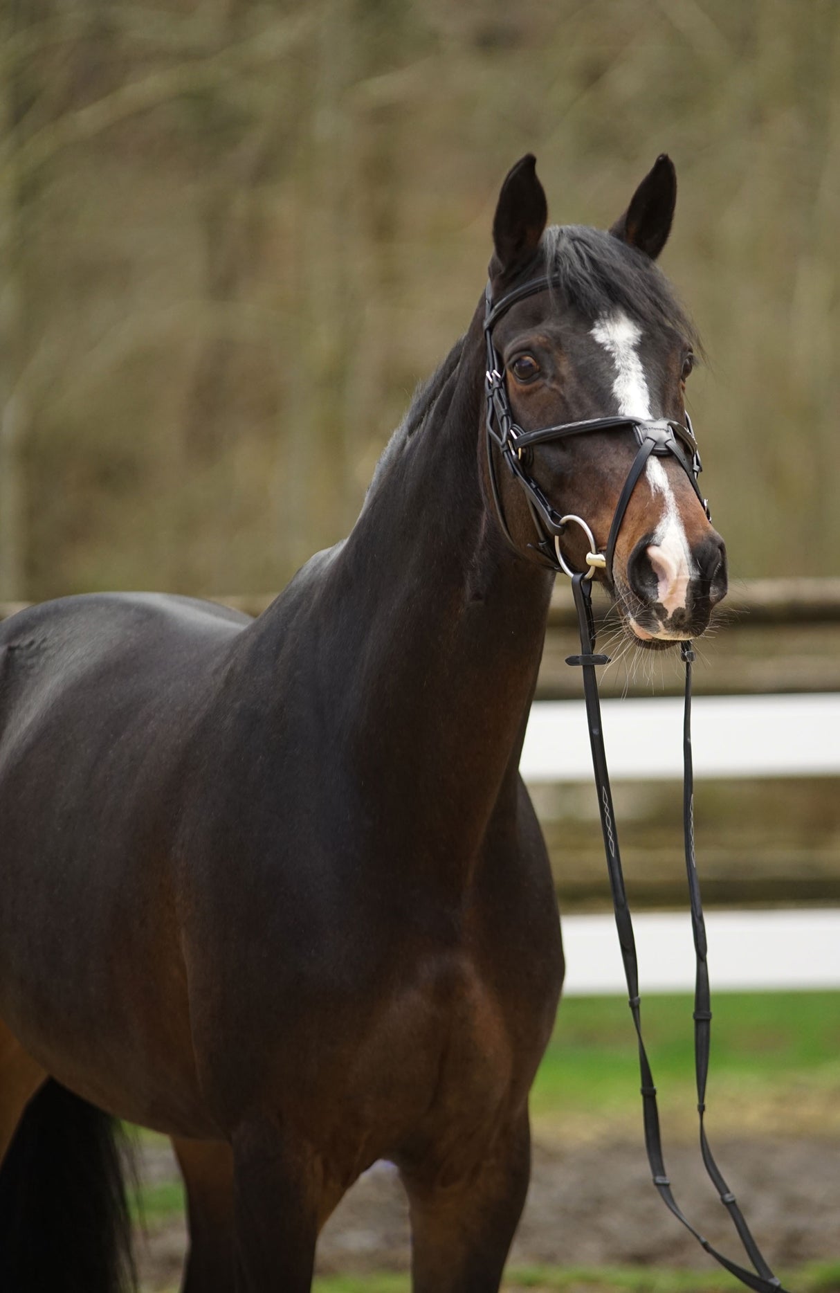 Menetics Figure-8 Fancy Stitched Bridle