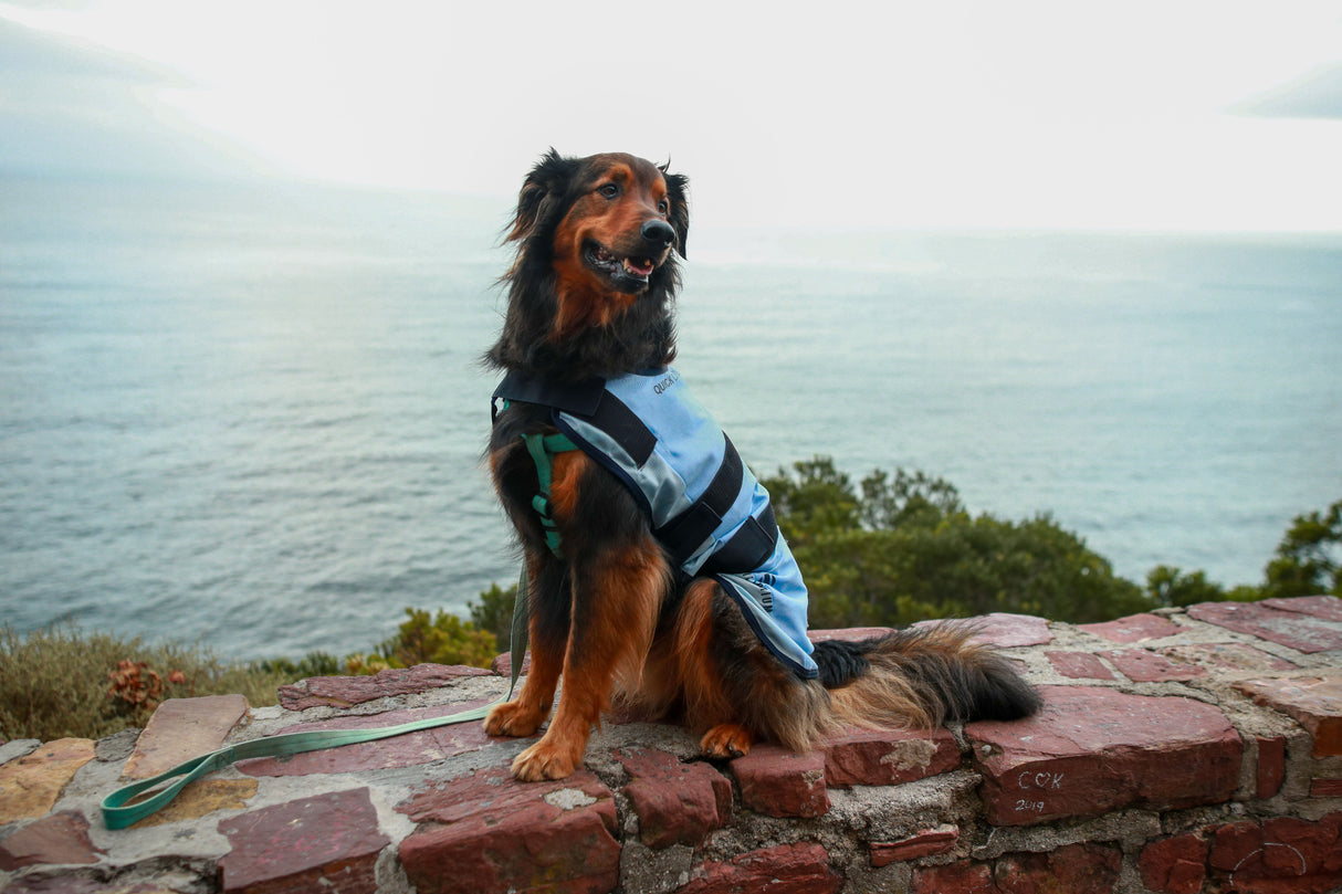 Equilibrium Quick Chill Dog Coat