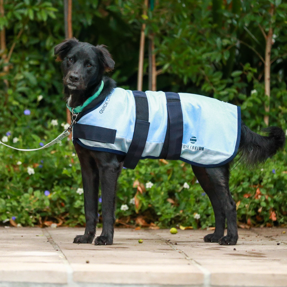 Equilibrium Quick Chill Dog Coat