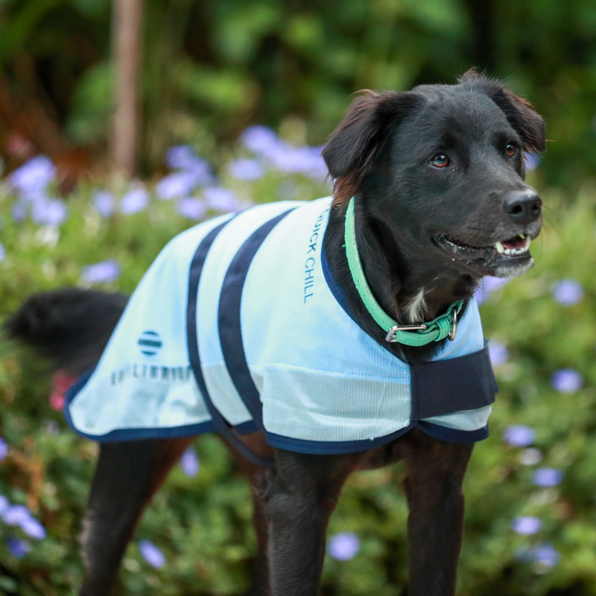 Equilibrium Quick Chill Dog Coat