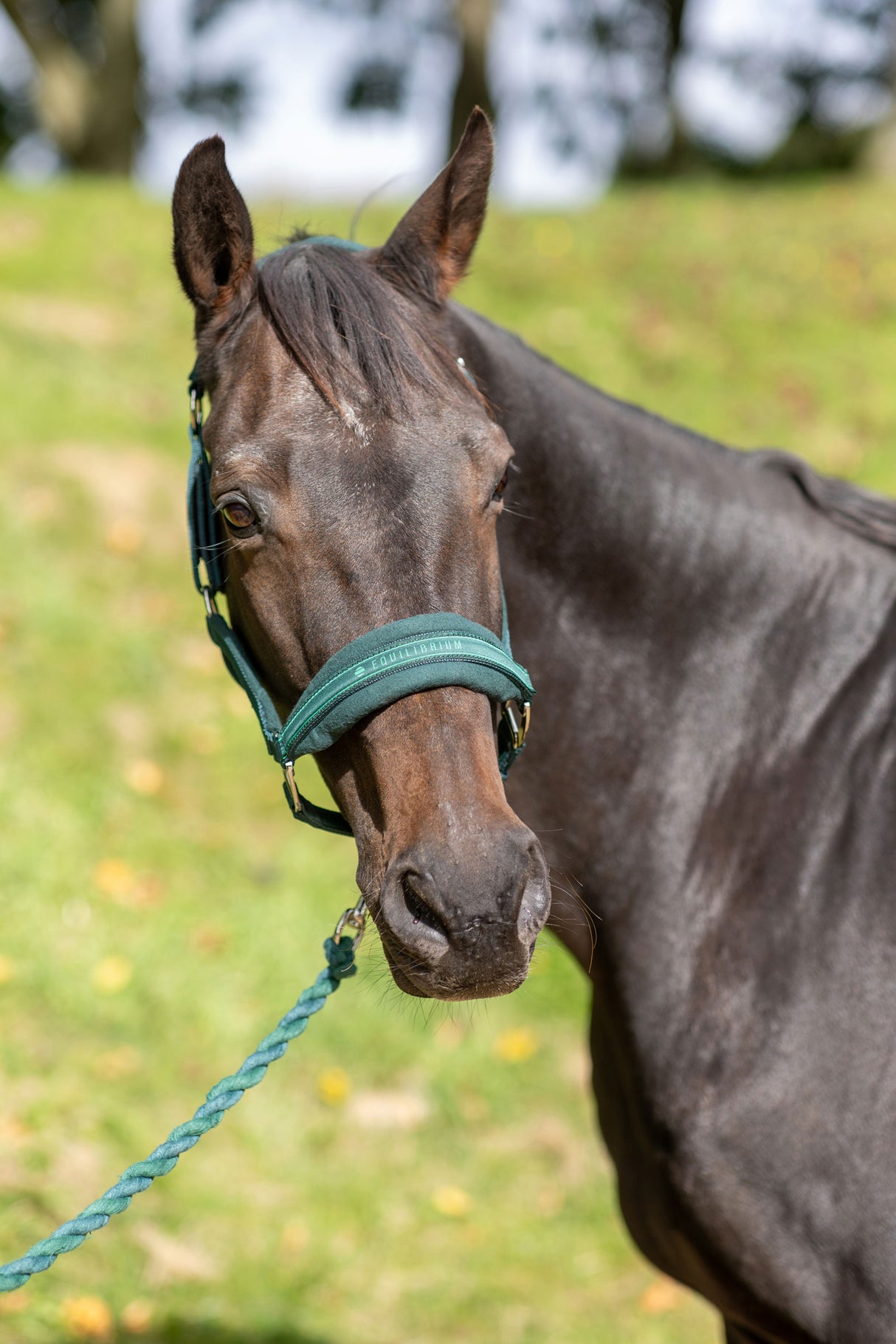 Equilibrium Stellar Style Head Collar