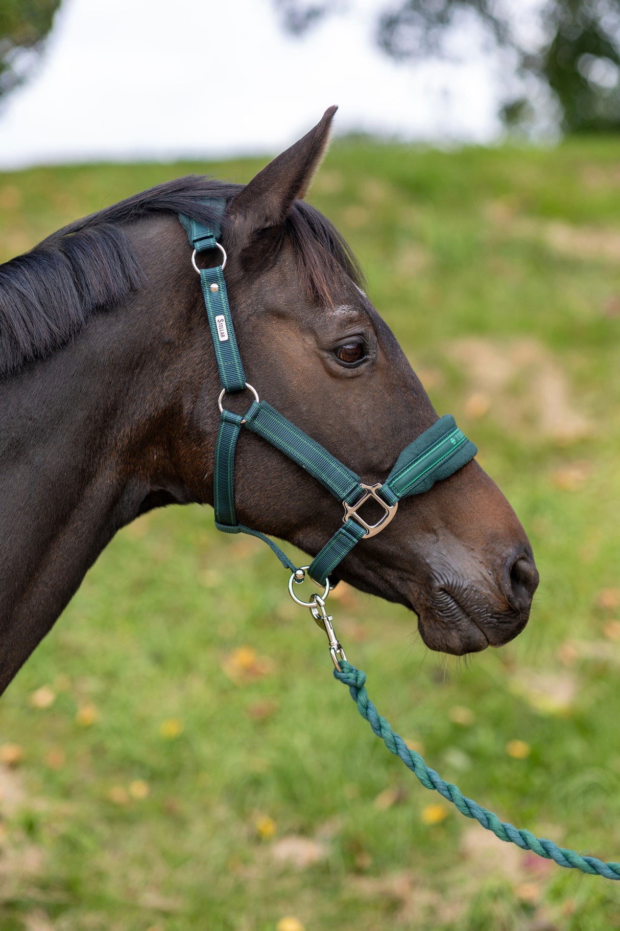Equilibrium Stellar Style Head Collar