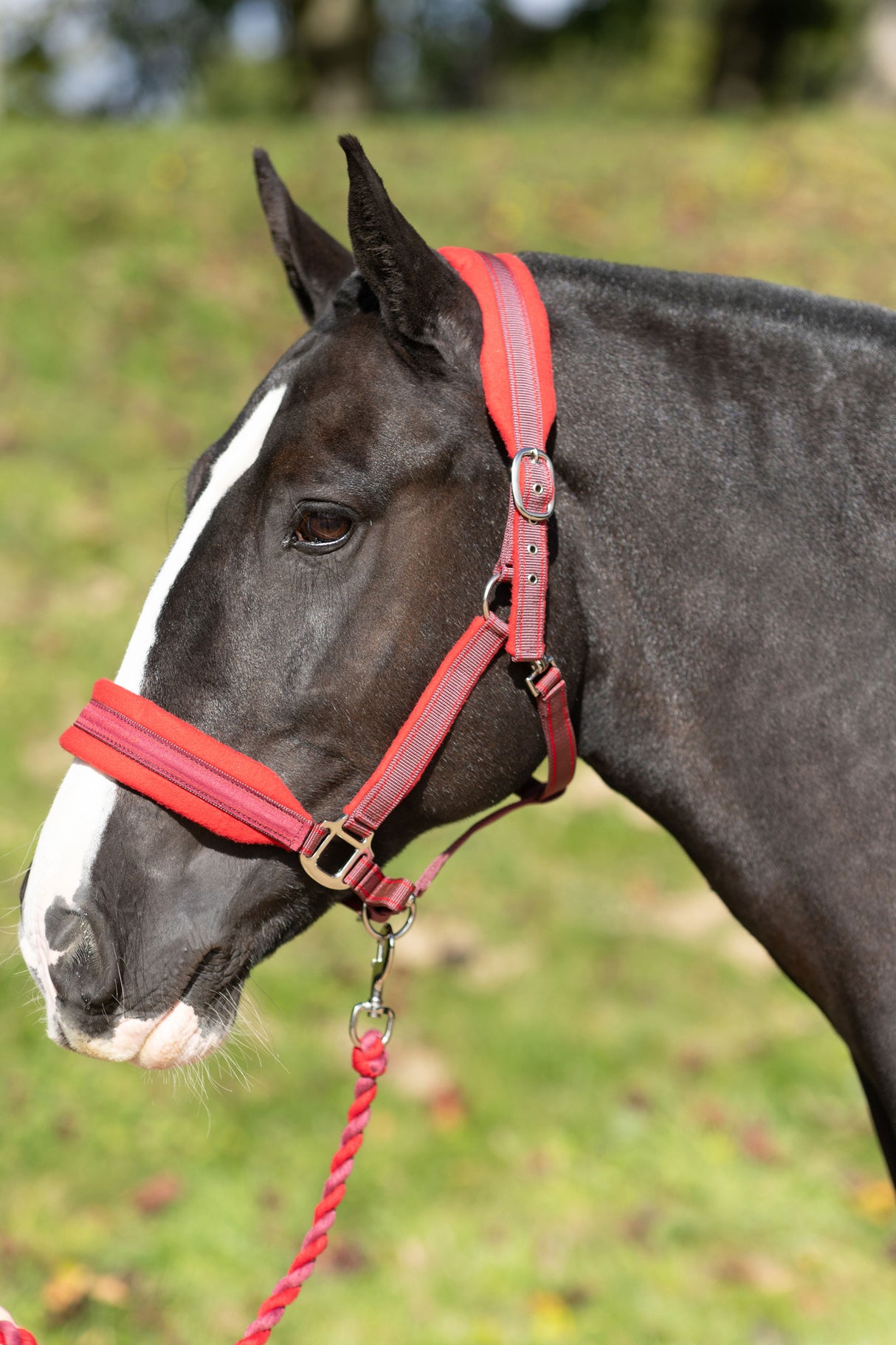 Equilibrium Stellar Style Head Collar