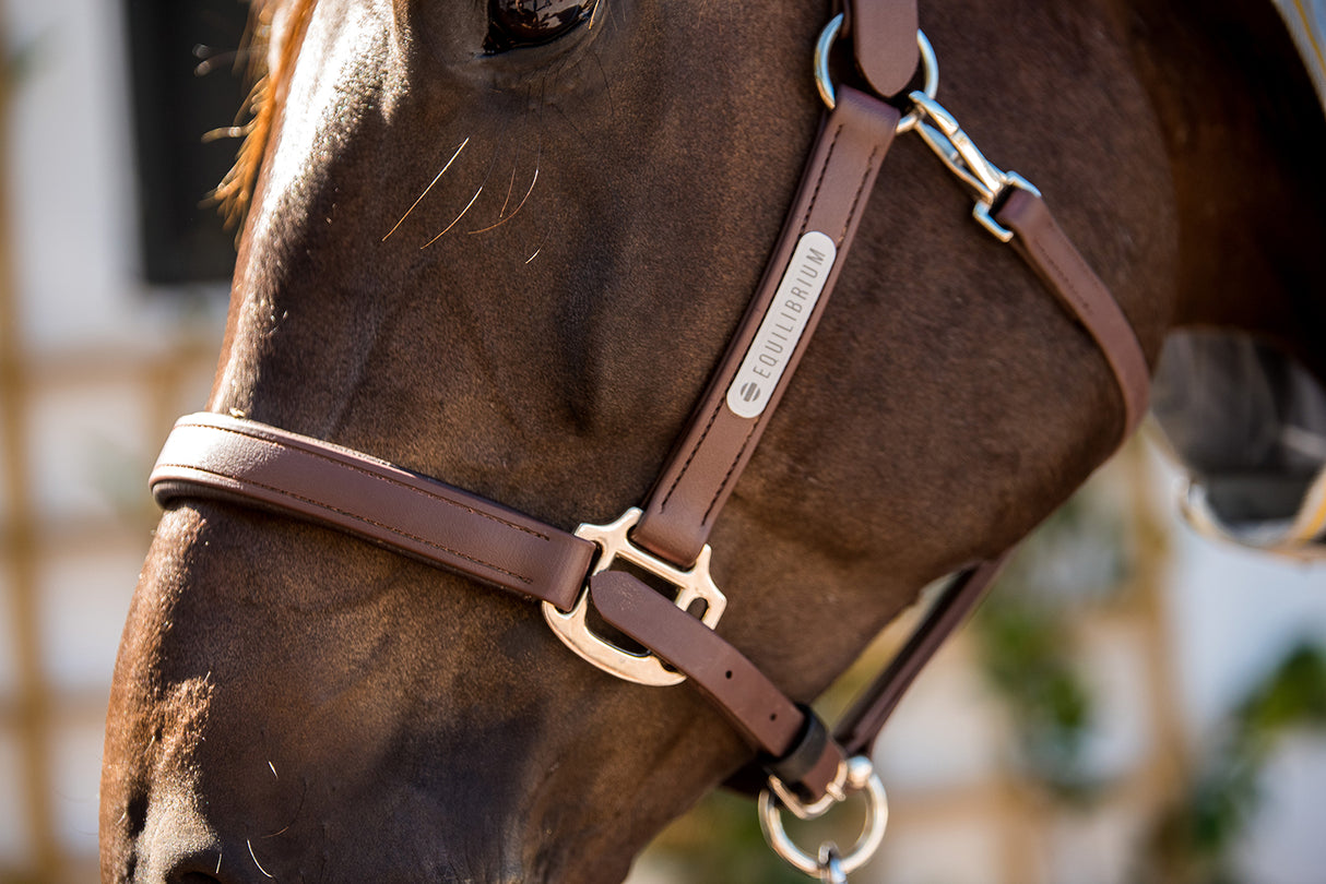 Equilibrium Stellar All-Weather Head Collar