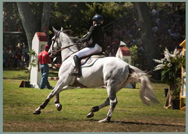 Susie Artes riding a gray horse in a show jumping competition.