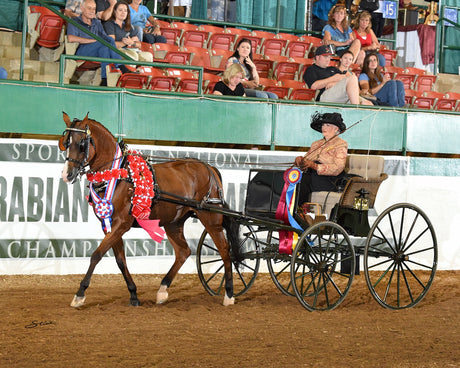 Judith Von Duyke and Canadian Justina won several Carriage classes at the 2015 Sport Horse National Arabian and Half Arabian Championship Horse Show (photo courtesy of Don Stine Equine Sports Photography)