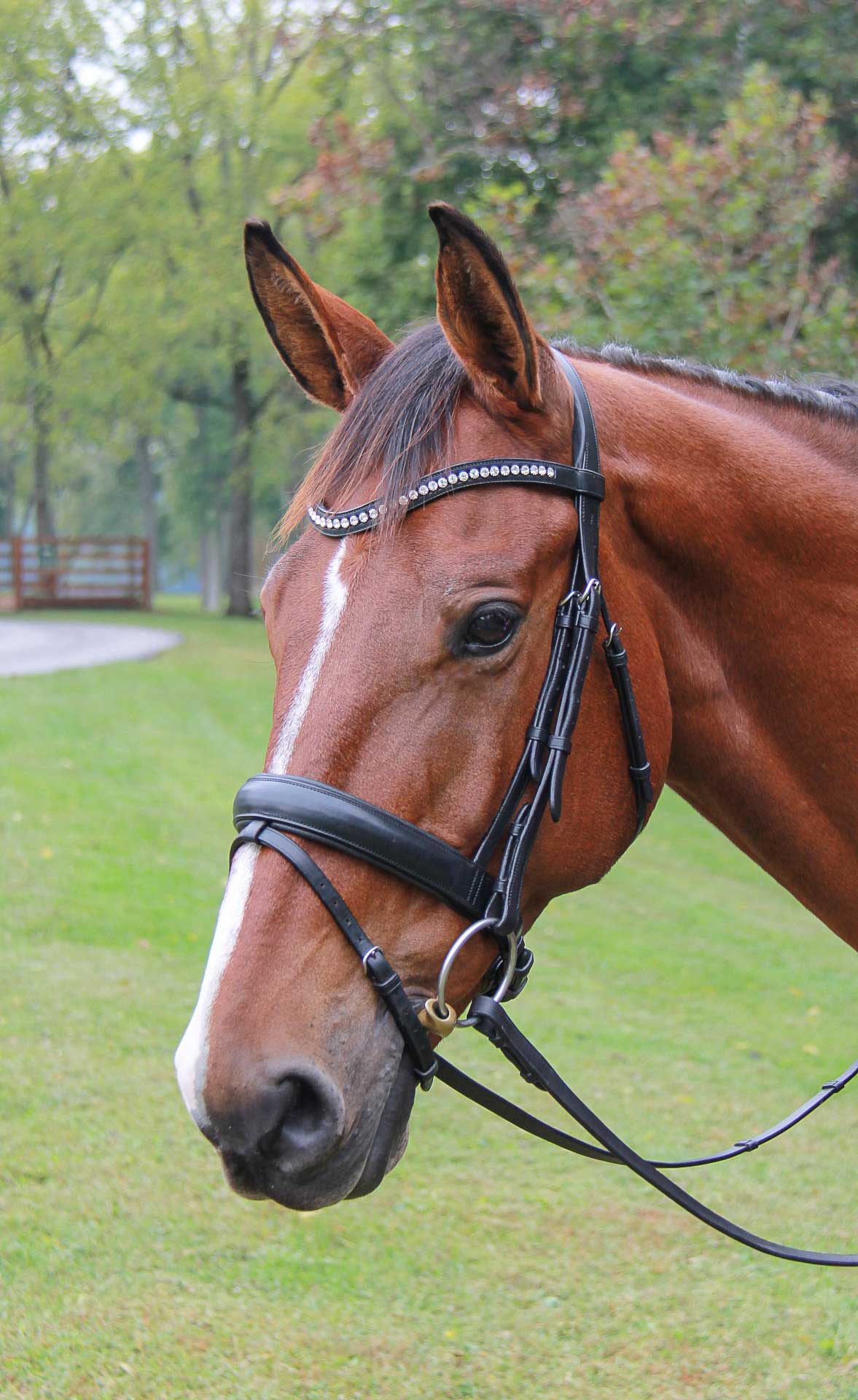 Veritas Raised Dressage Snaffle Bridle