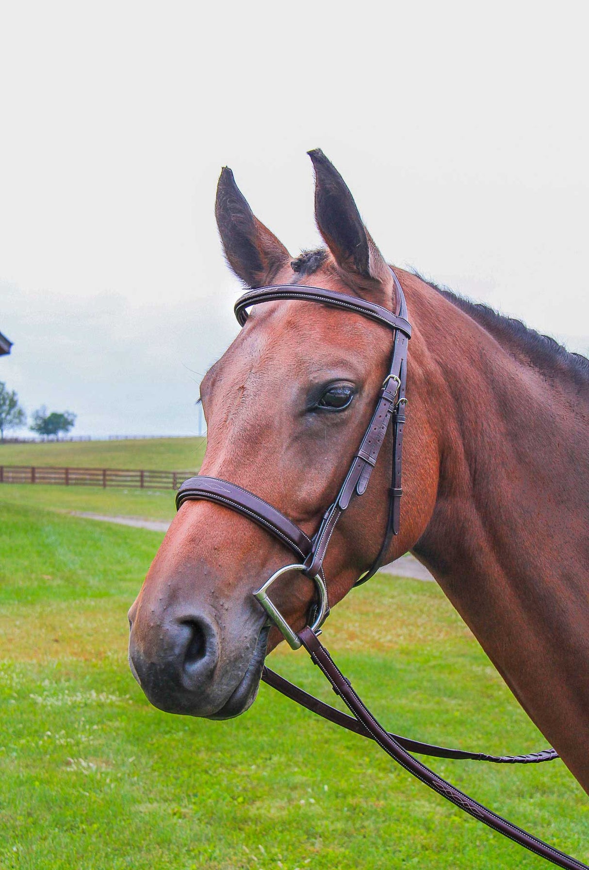 Veritas Fancy Raised Hunter Bridle