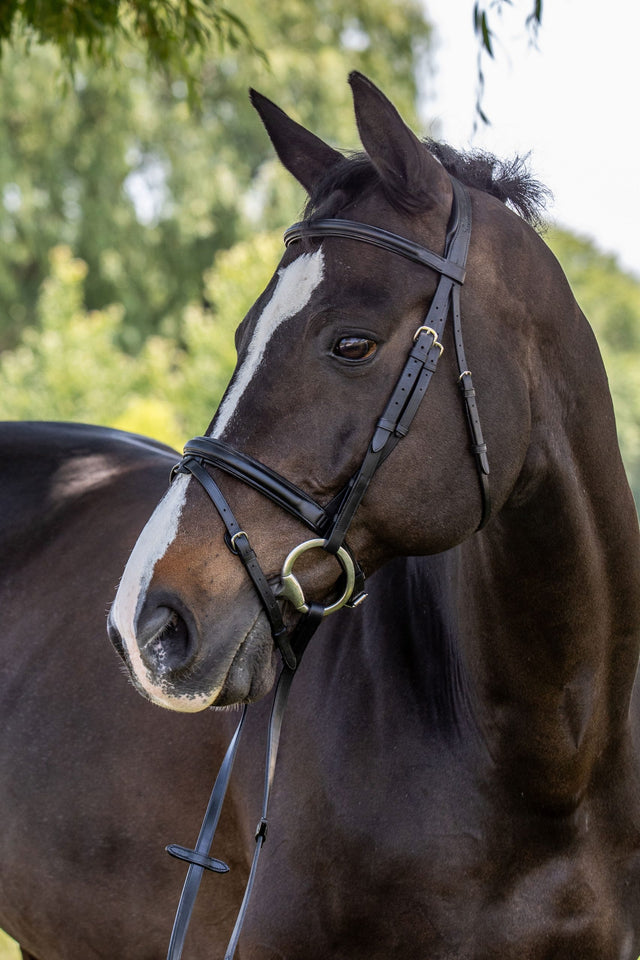 Image of horse in dressage bridle