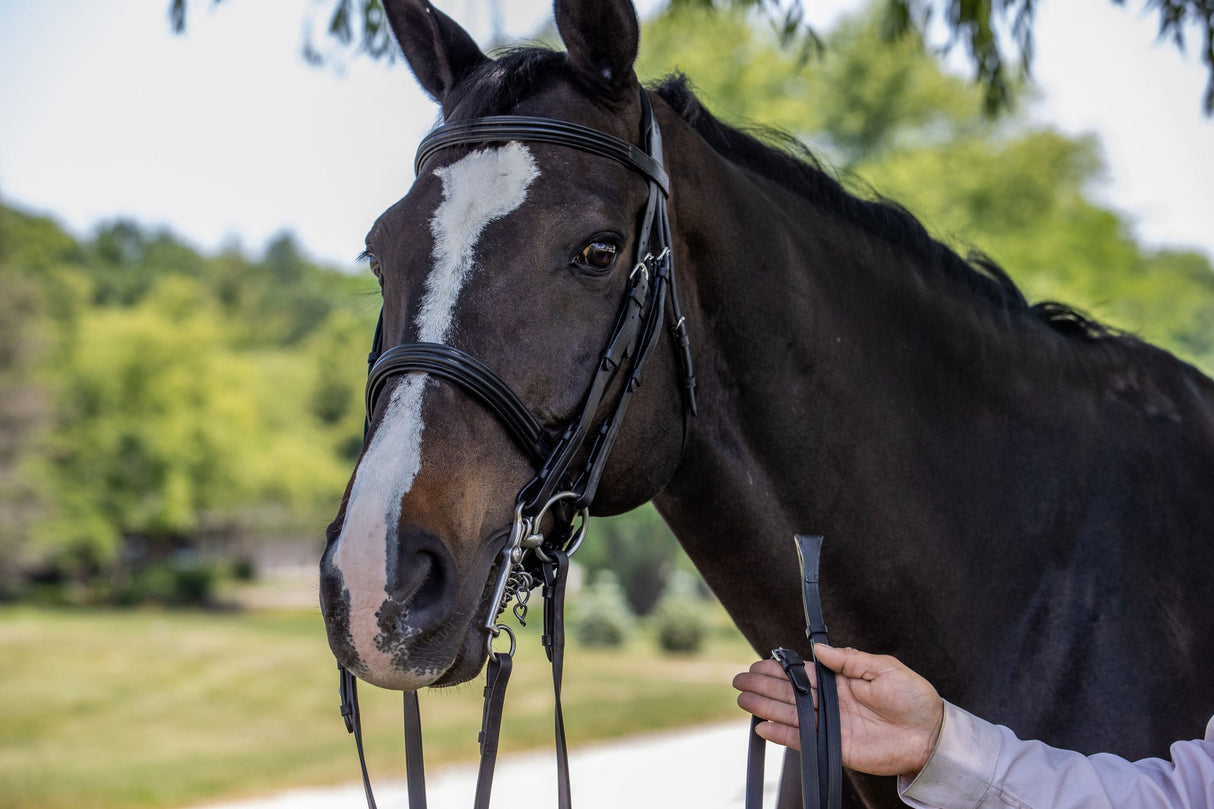 Dressage double bridle on horse showing reins