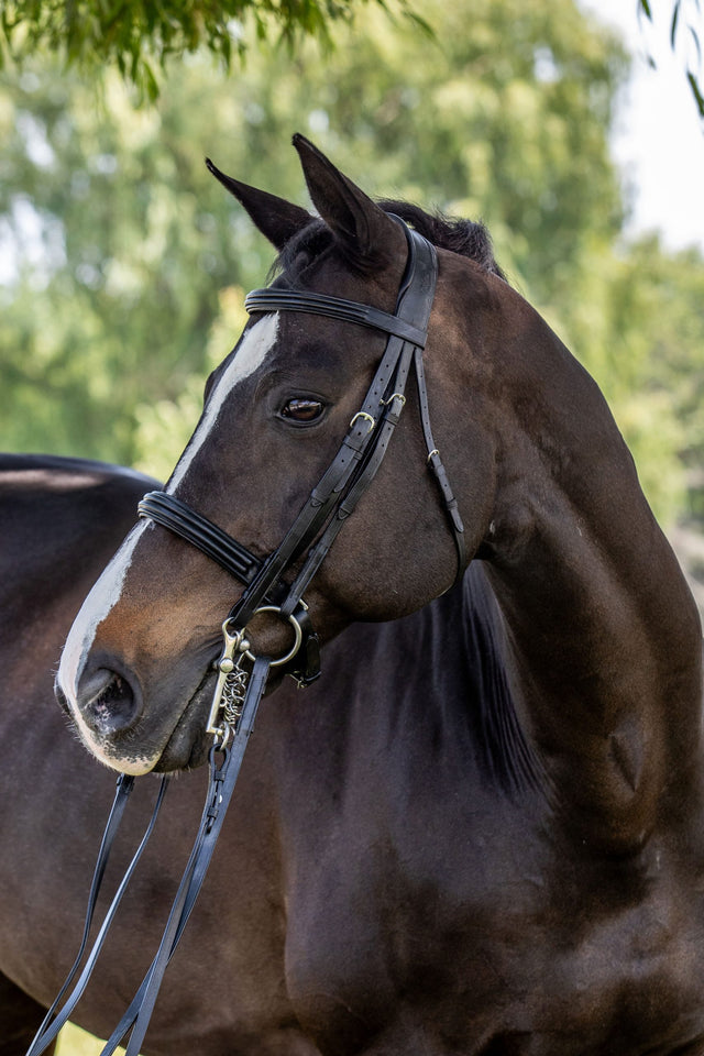 Dressage double bridle on a horse