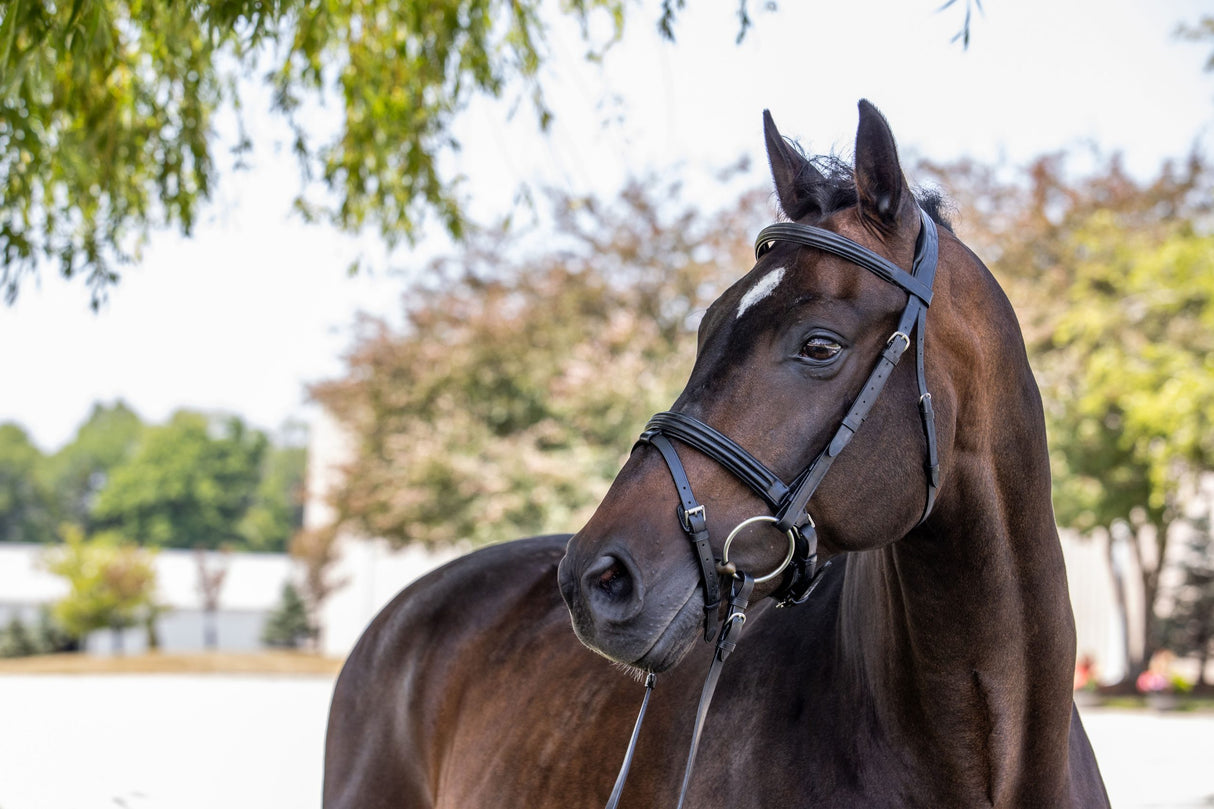 Dressage snaffle bridle on horse