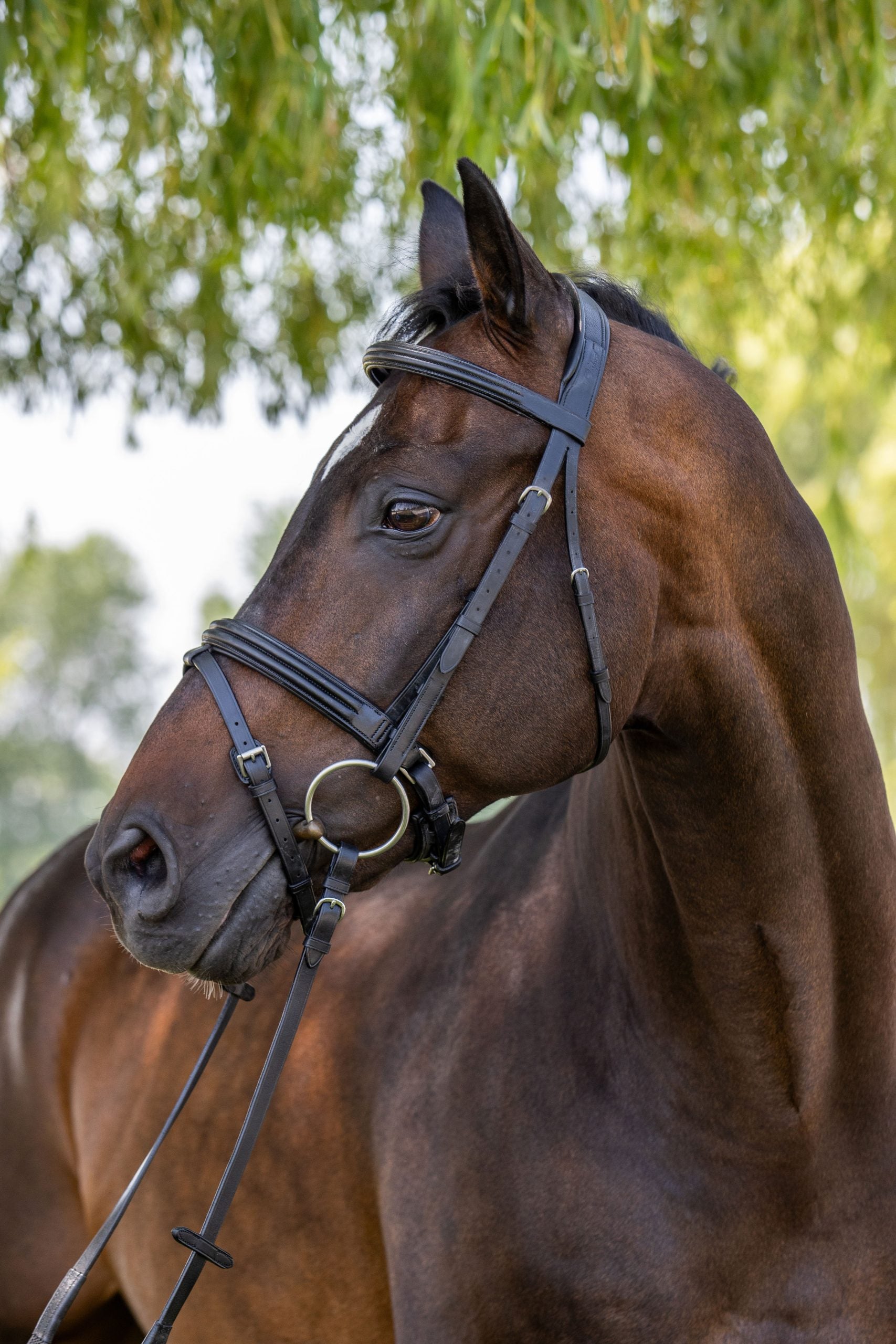 Double Raised Snaffle Bridle – World Equestrian Brands Double Raised Snaffle Bridle – World Equestrian Brands