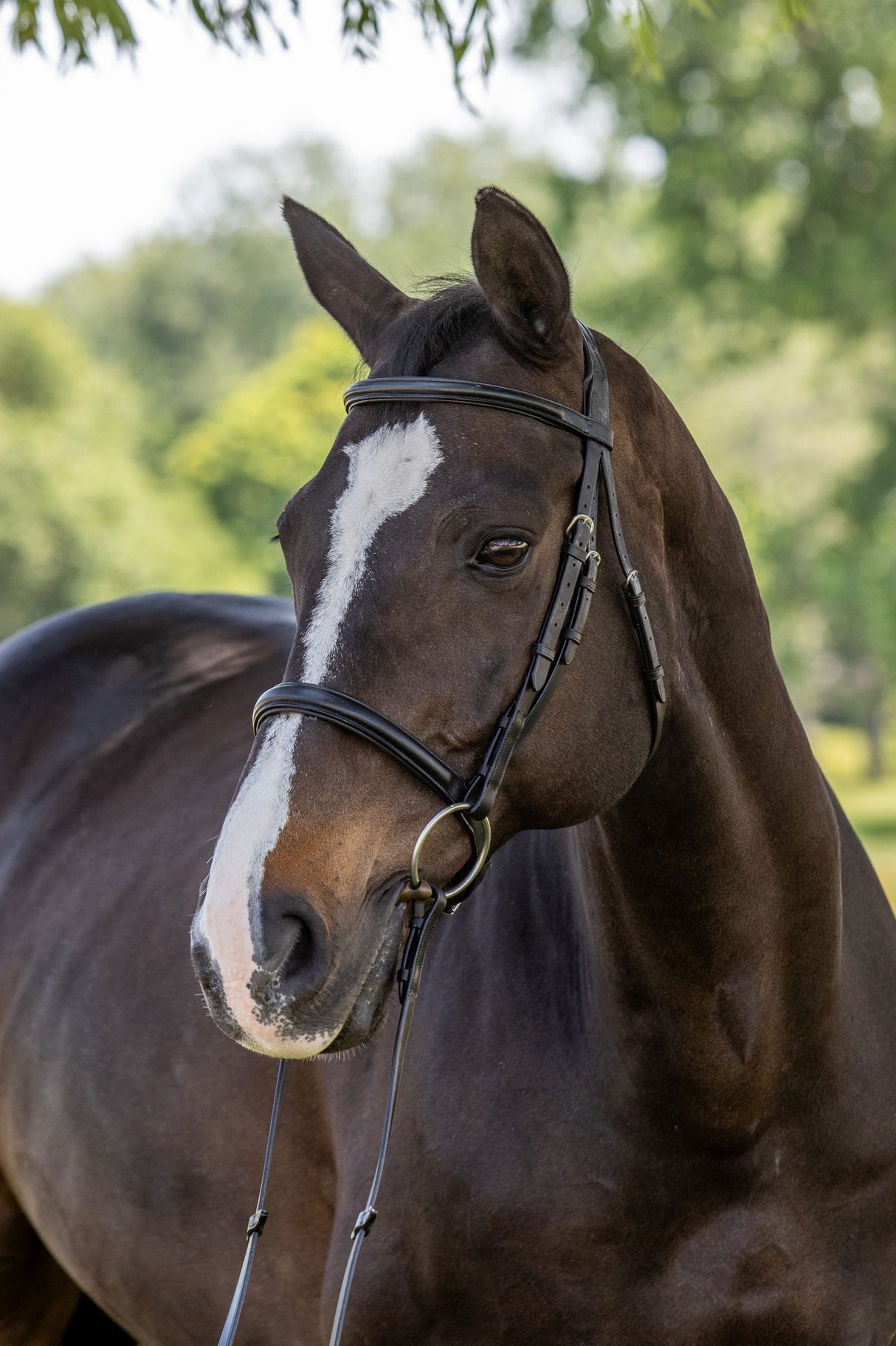 Classic dressage snaffle bridle on horse