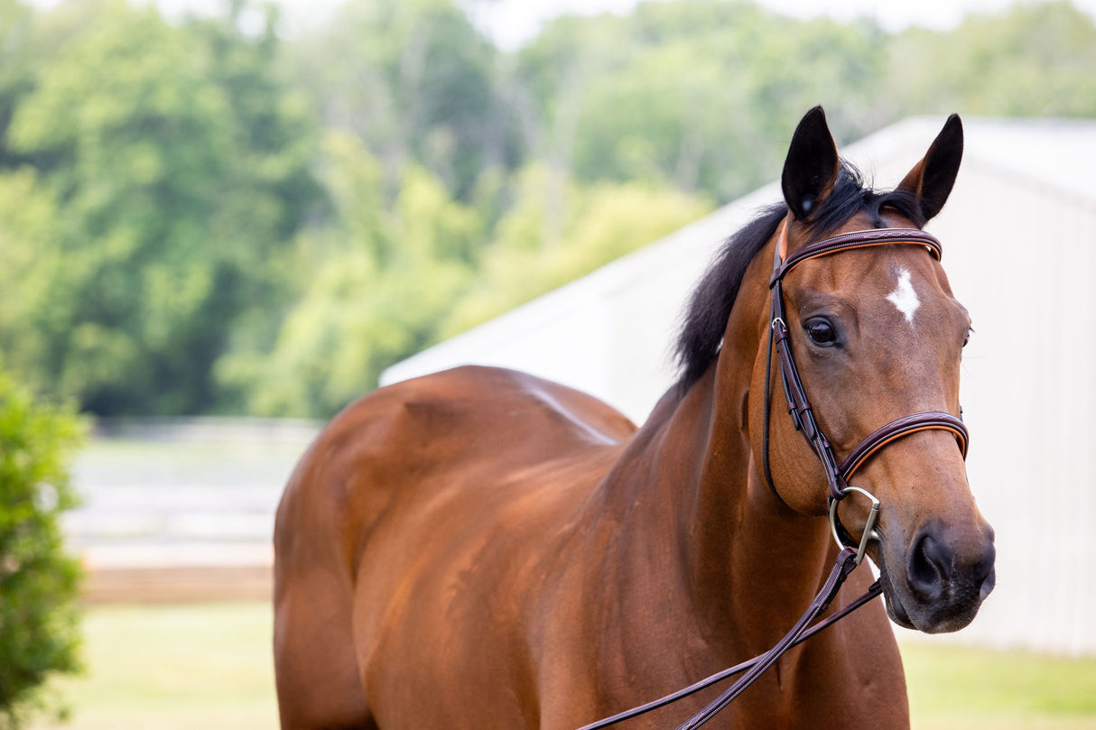 Fancy raised hunter bridle on horse looking left