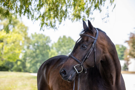 Plain raised hunter bridle on dark bay horse