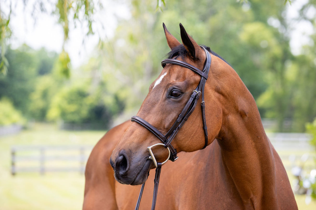 Plain raised hunter bridle on bay horse