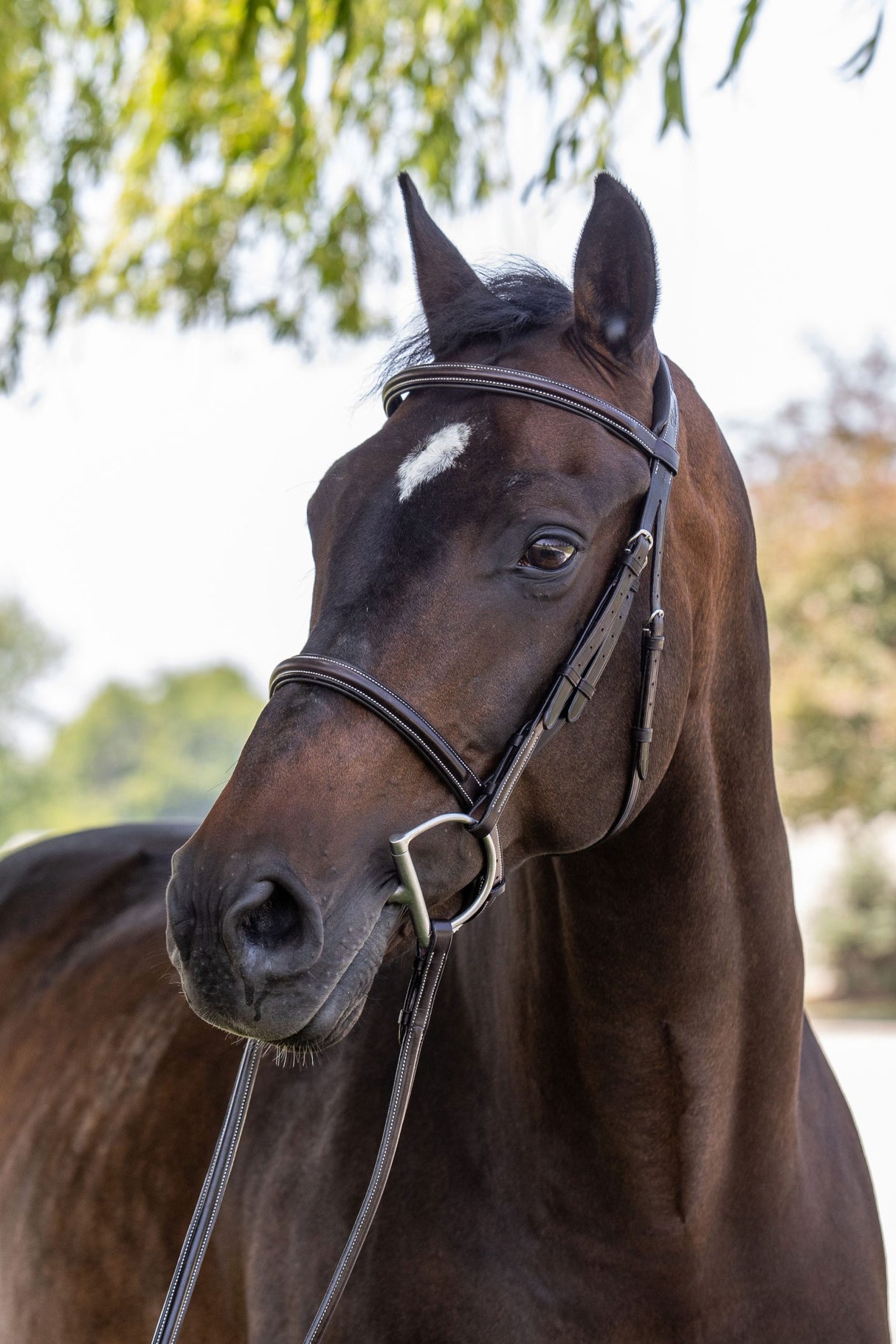 Plain raised hunter bridle on dark bay horse-vertical