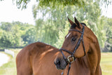 Fancy raised jumper bridle with flash on horse