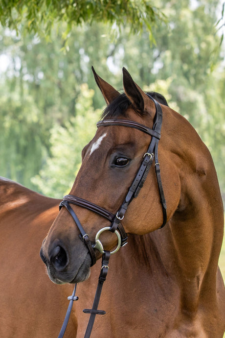 Fancy raised jumper bridle on horse