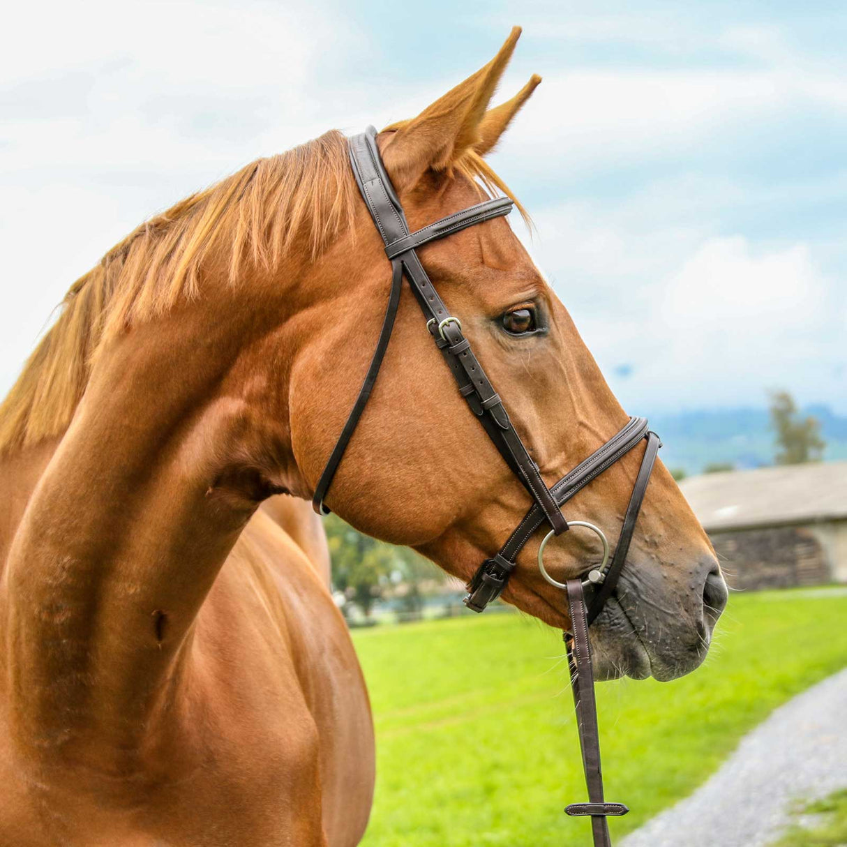 Plain raised jumper bridle on chestnut horse