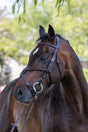 Square raised figure 8 bridle on dark bay horse