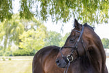 Square raised figure 8 bridle on horse-horizontal