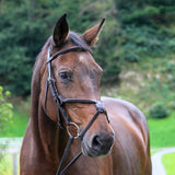 Square raised figure 8 bridle on horse