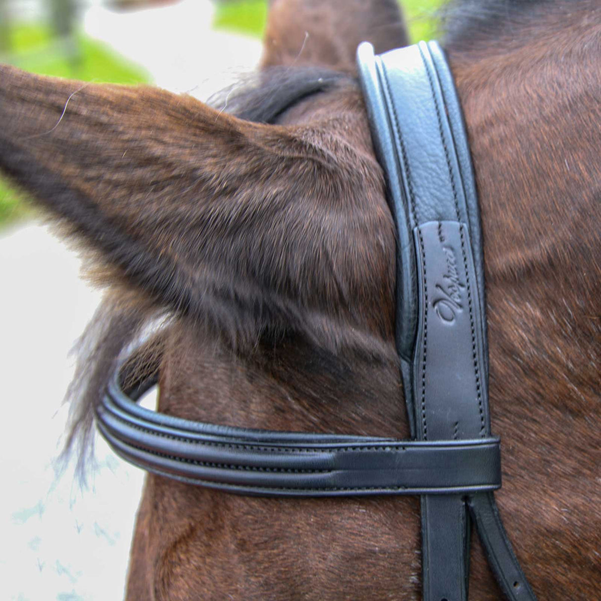 Plain Raised Dressage Bridle