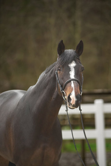 Menetics Flash Bridle Fancy Stitching