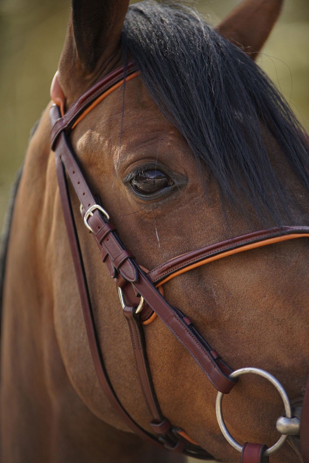 Menetics Figure-8 Square Raised Bridle