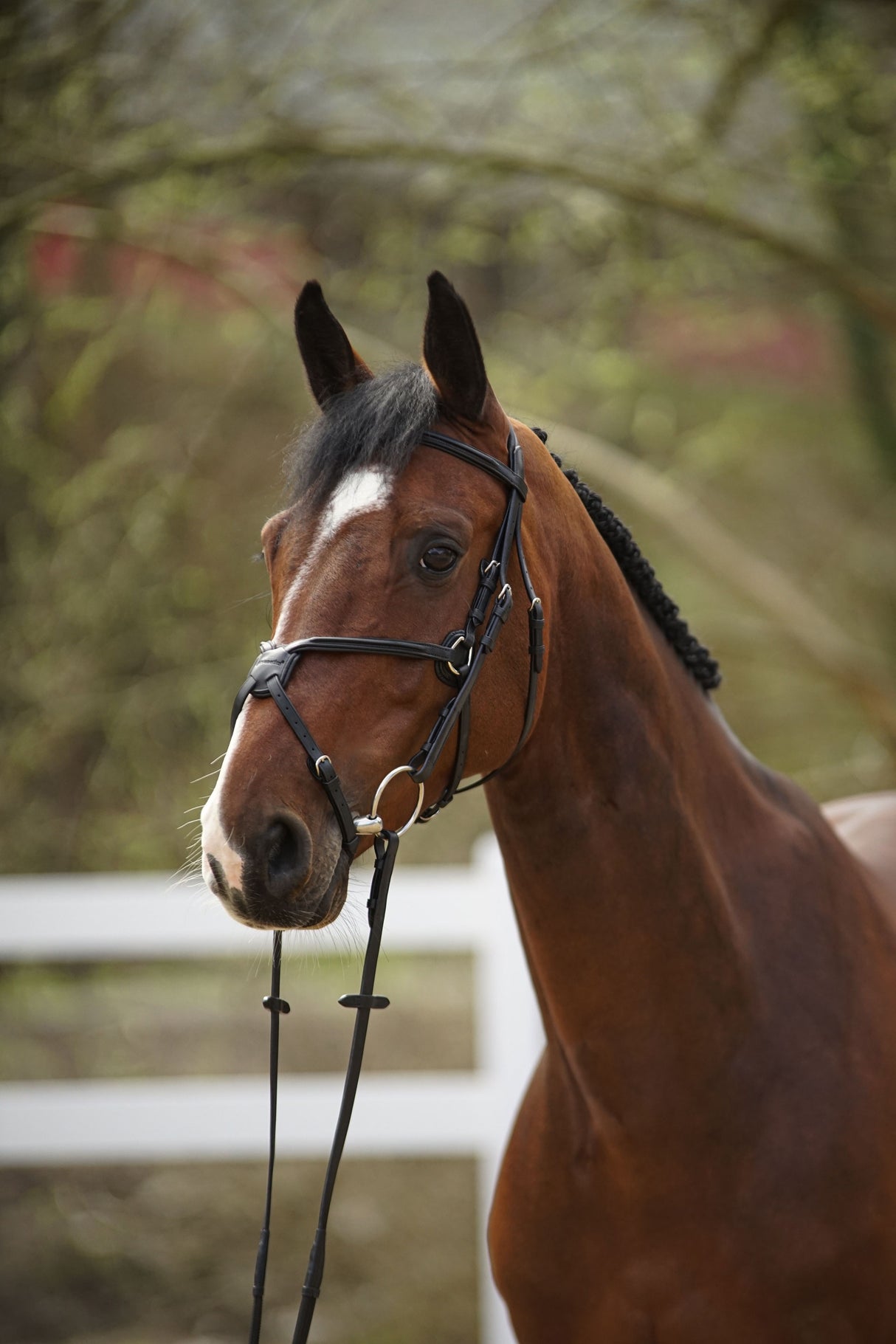 Menetics Figure-8 Square Raised Bridle