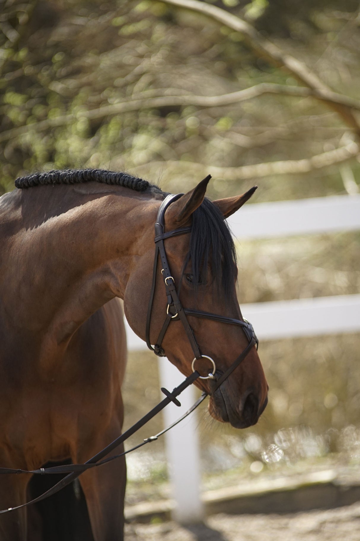 Menetics Figure-8 Square Raised Bridle