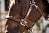 Equilibrium Stellar All-Weather Head Collar
