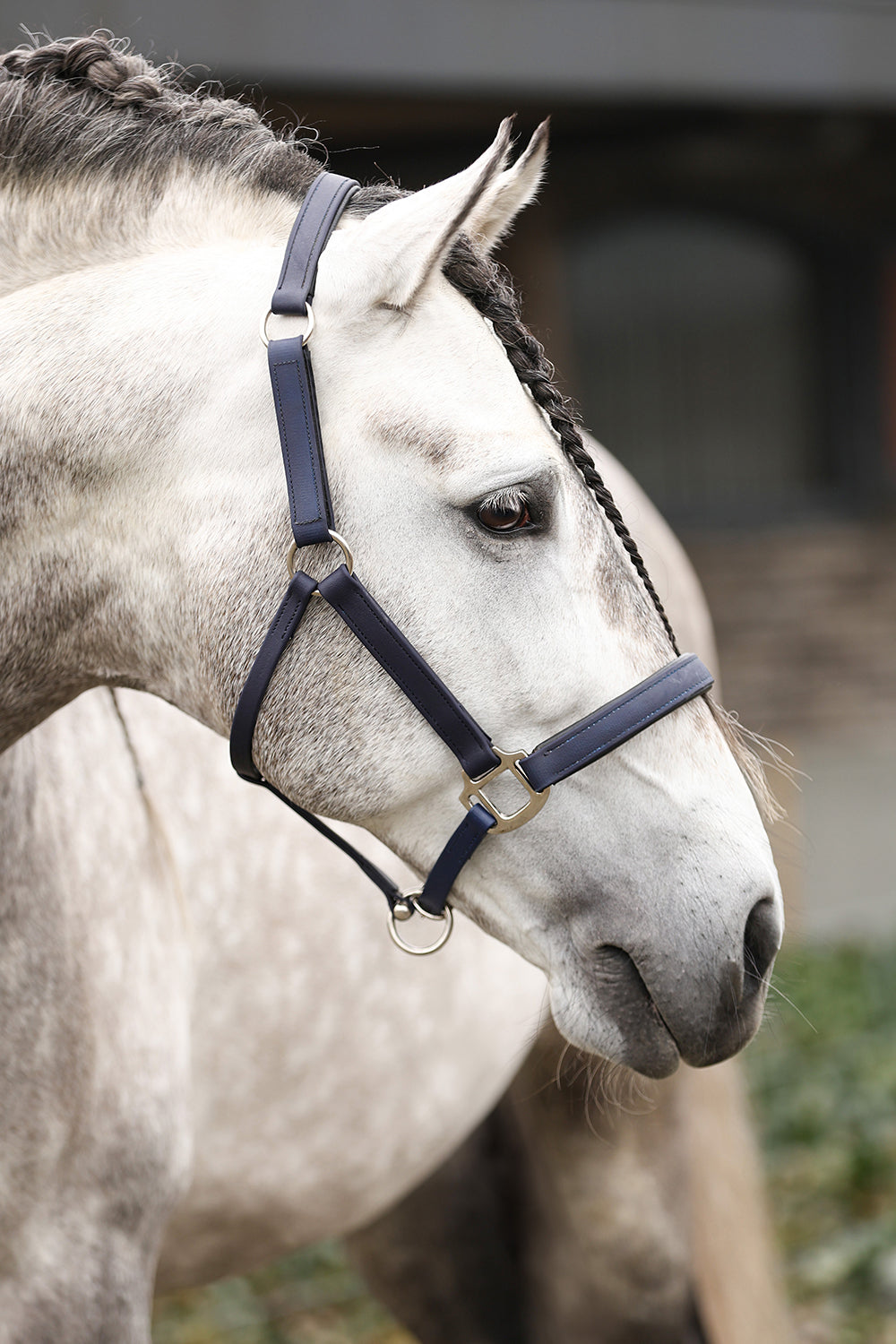 Equilibrium Stellar All-Weather Head Collar