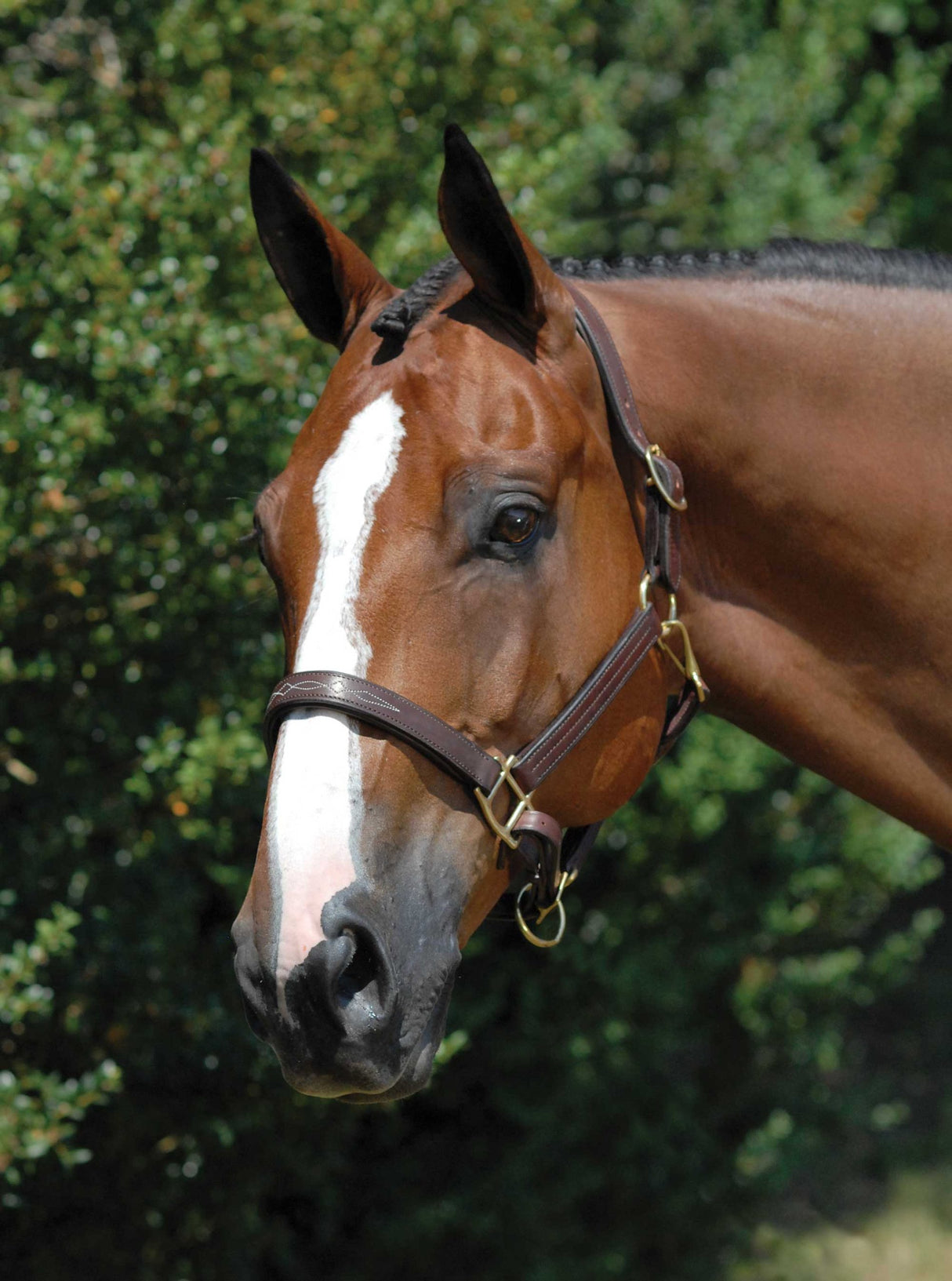 Fancy Stitched Leather Halter