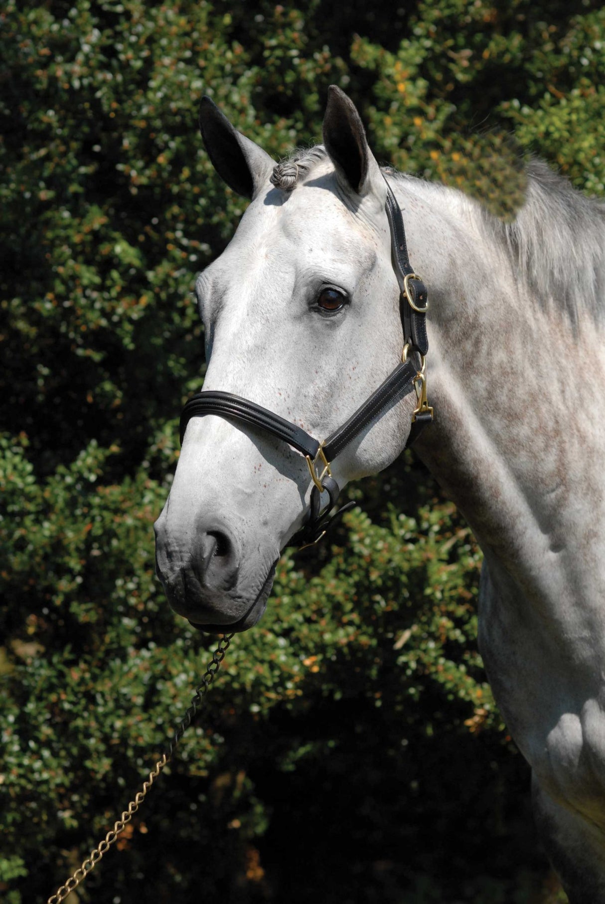 Double Raised Leather Halter