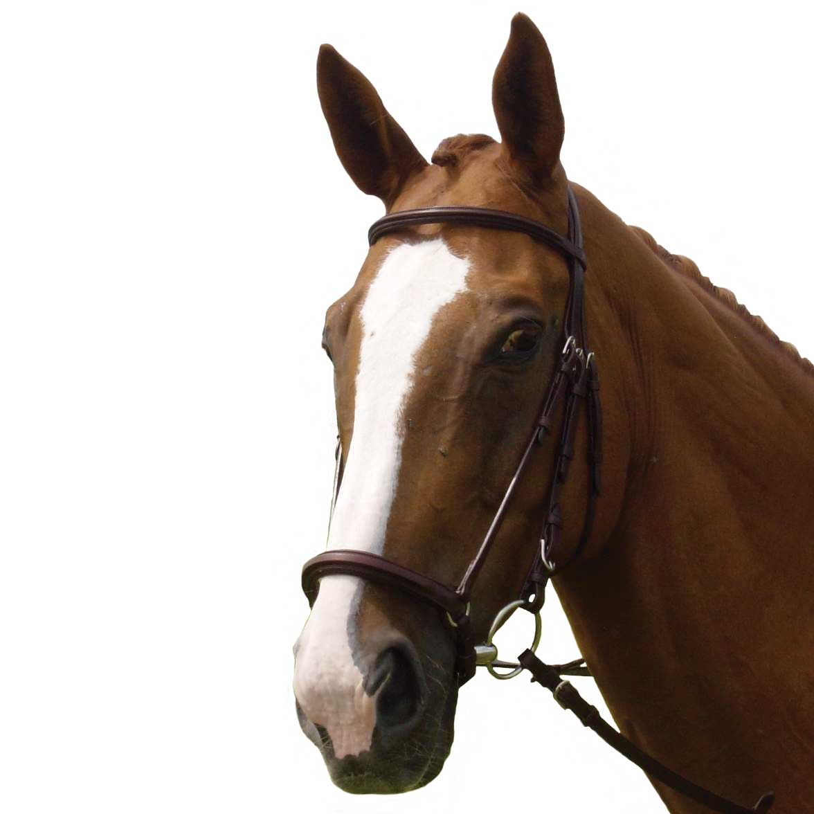 Plain Raised Dropped Noseband, Horse