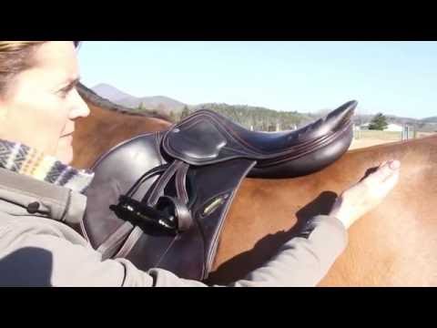 Amerigo Vega Close Contact Siena Dressage